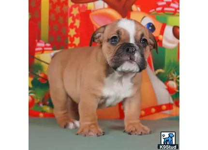 a small english bulldog dog sitting on a table