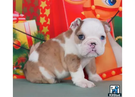 a english bulldog dog lying on a couch