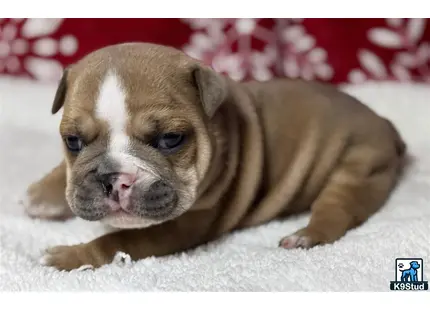 a english bulldog puppy lying on a blanket