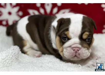 a english bulldog puppy lying on a blanket