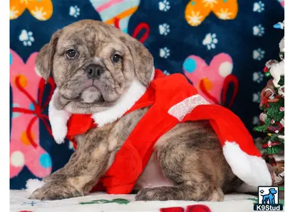 a english bulldog dog wearing a sweater