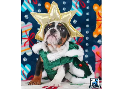 a english bulldog dog wearing a garment