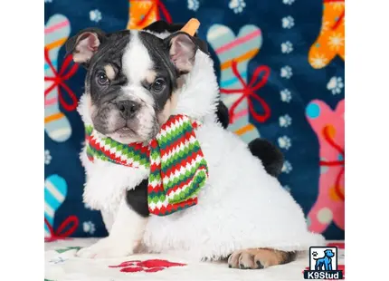 a english bulldog dog wearing a garment