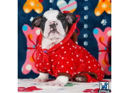 a english bulldog dog wearing a red shirt