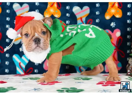 a english bulldog dog wearing a garment