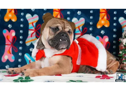 a english bulldog dog wearing a red shirt