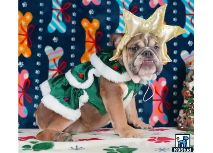 a english bulldog dog wearing a garment