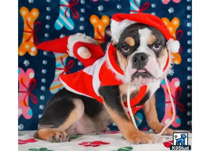 a english bulldog dog wearing a santa garment