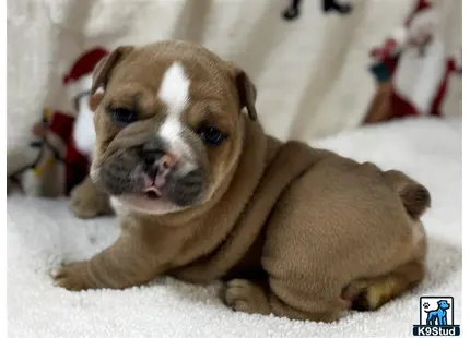 a english bulldog dog lying on a stuffed animal