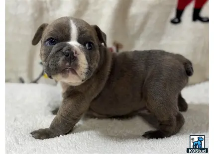 a english bulldog puppy lying on the ground