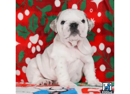 a english bulldog puppy sitting on a blanket