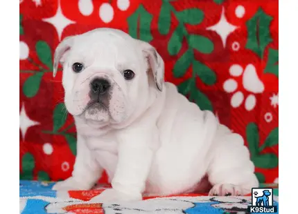 a english bulldog puppy sitting on a blanket