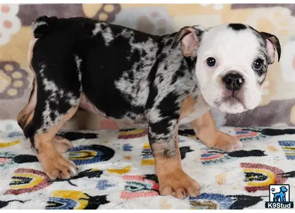 a english bulldog puppy standing on a bed