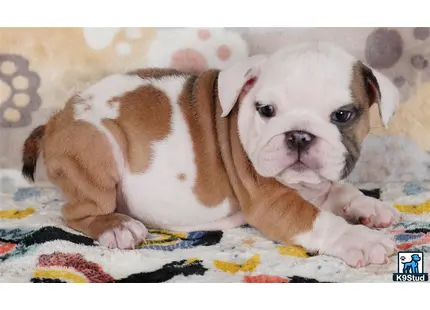 a couple of english bulldog puppies lying on a bed