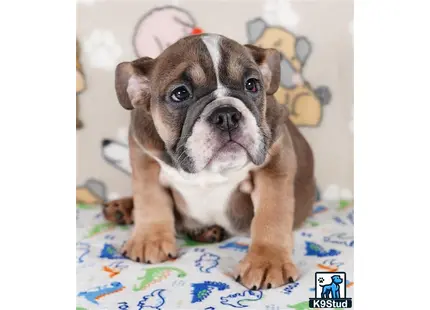 a english bulldog dog sitting on a bed