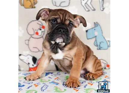 a english bulldog dog sitting on a bed