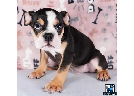 a small english bulldog dog sitting on a bed