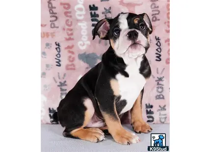 a english bulldog dog sitting on a bed