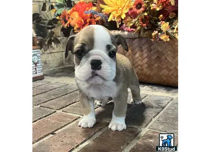 a english bulldog dog standing on a brick surface