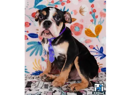 a english bulldog dog wearing a tie