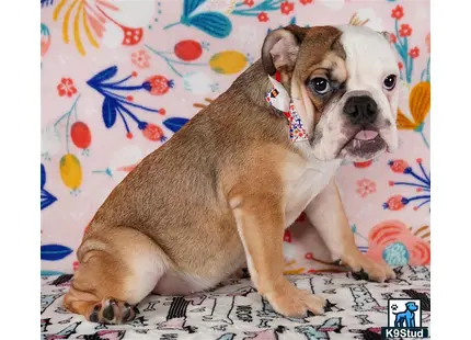 a english bulldog dog lying on a bed