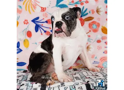 a english bulldog dog sitting on a bed