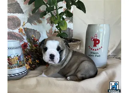 a english bulldog dog sitting next to a plant