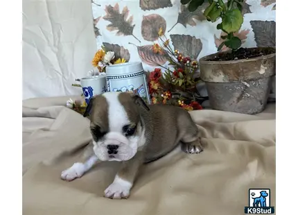 a english bulldog dog lying on a bed