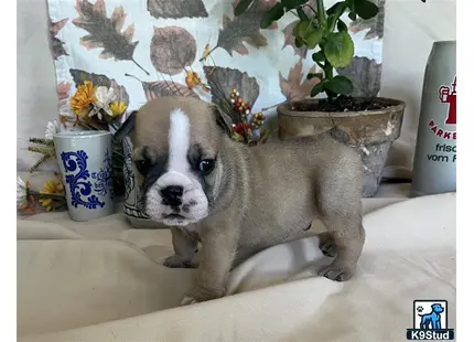 a english bulldog dog sitting on a couch