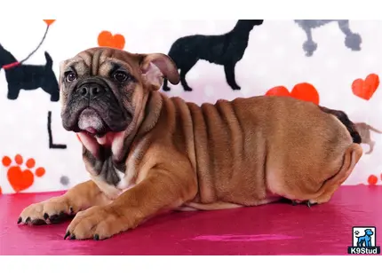 a english bulldog dog lying on a bed