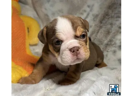 a english bulldog puppy lying on a blanket