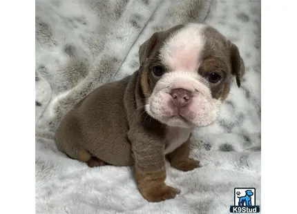 a english bulldog dog lying on a blanket