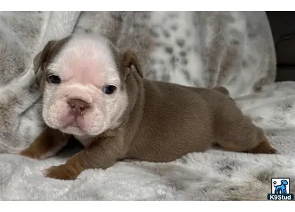 a small english bulldog puppy lying on a blanket