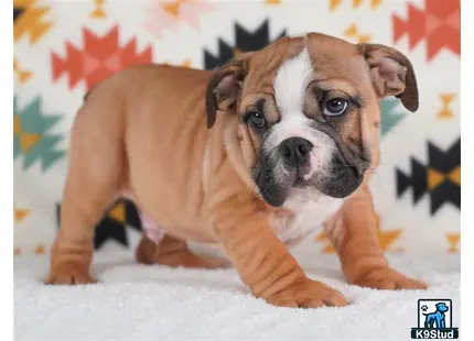 a english bulldog dog sitting on the ground