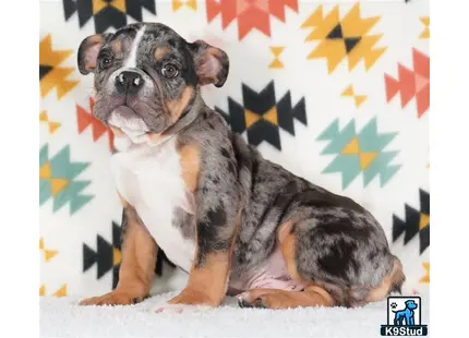 a english bulldog dog sitting on a couch