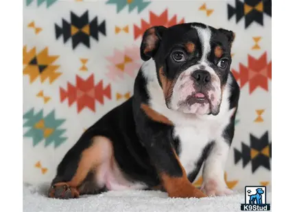 a english bulldog dog sitting on the ground