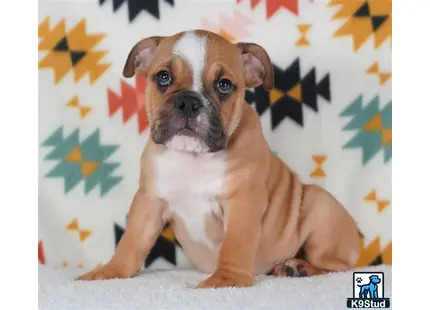 a english bulldog dog sitting on the ground