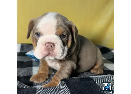 a english bulldog dog lying on a blanket