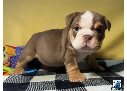 a english bulldog puppy standing on a bed