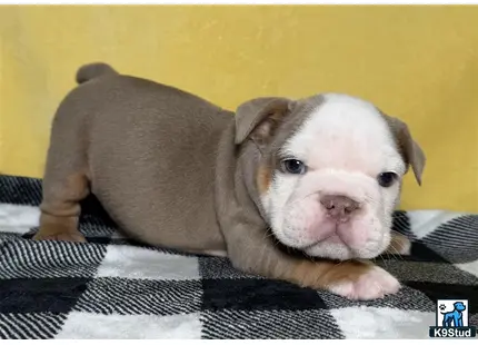 a english bulldog dog lying on a bed