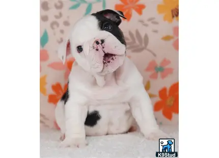 a english bulldog dog with a cat face