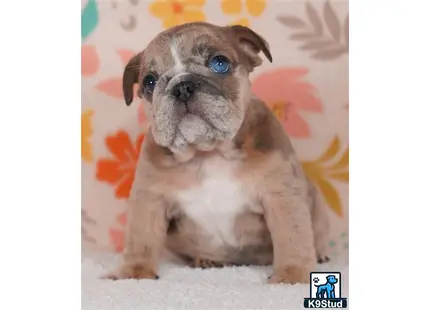 a small brown and white english bulldog puppy