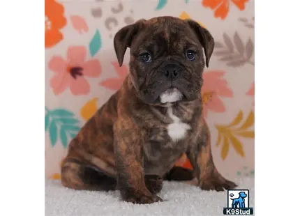 a small brown english bulldog puppy