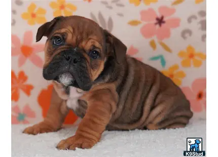 a english bulldog dog lying on a couch