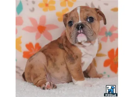 a english bulldog dog lying on a bed