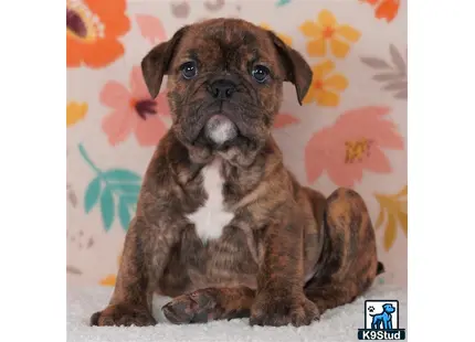 a english bulldog puppy sitting on the ground