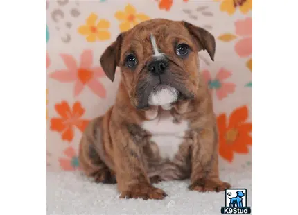 a english bulldog dog sitting on a couch