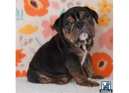 a english bulldog dog sitting on a couch