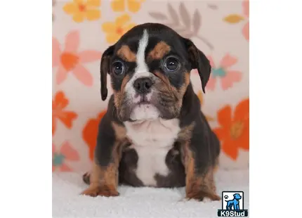 a small black and white english bulldog puppy