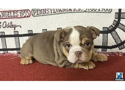 a english bulldog puppy lying on a red carpet